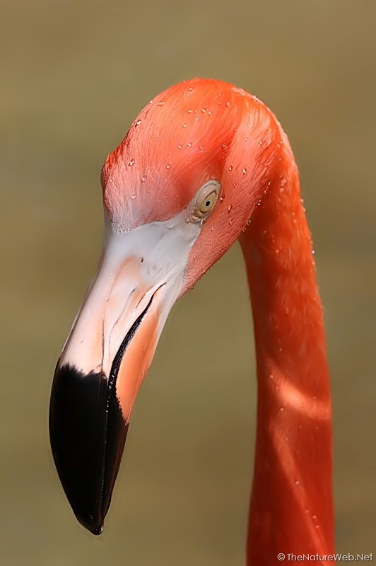 American Flamingo